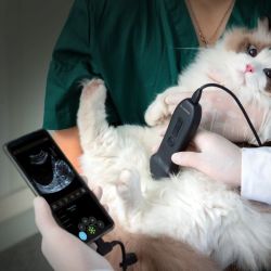 Tech pet | Foto:CEDOC