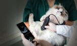 La industria “pet tech” en auge