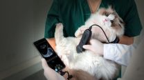 La industria “pet tech” en auge