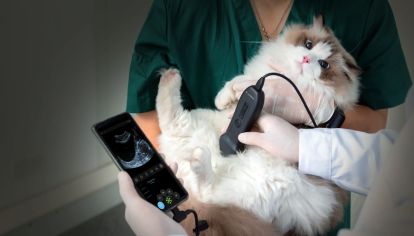 Cada vez más dueños consideran a sus mascotas parte de la familia y exigen soluciones médicas avanzadas en todos los niveles de atención.