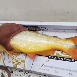 El equipo campeón fue el 261, un team integrado por pescadores de la ciudad bonaerense de Tandil, quienes acumularon 280.000 puntos. Ellos fueron Ángel Fermín, Francisco Payes y María Fernanda Olivera, junto al local Sergio Miguel Gutiérrez, quién, además, fue distinguido como el guía mejor clasificado. 