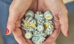 Cómo se reinventa la escarapela: diseño argentino, símbolos patrios y accesorios con sentido