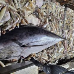 El hallazgo sorprendió a los pescadores, quienes recordaron que durante los años ´70 se capturaba en abundancia este tipo de especie, pero al sudeste de Uruguay y con ejemplares que no superaban los 3 kilos.