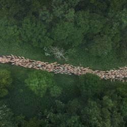 Esta vista aérea muestra ovejas durante su reubicación en pastos más altos durante la trashumancia, cerca de Bagnères-de-Bigorre, suroeste de Francia. La trashumancia es una reubicación estacional del ganado entre zonas de pastoreo, generalmente a tierras altas en verano y a tierras bajas en invierno. | Foto:ED JONES / AFP