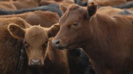 Ganadería: Peso de Faena20250617