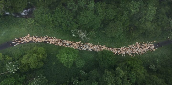 Esta vista aérea muestra ovejas durante su reubicación en pastos más altos durante la trashumancia, cerca de Bagnères-de-Bigorre, suroeste de Francia. La trashumancia es una reubicación estacional del ganado entre zonas de pastoreo, generalmente a tierras altas en verano y a tierras bajas en invierno.