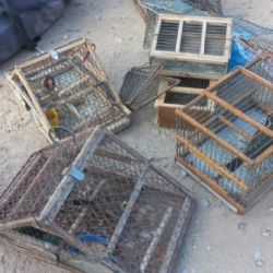 Fueron secuestradas cuatro aves canoras de la especie benteveo.