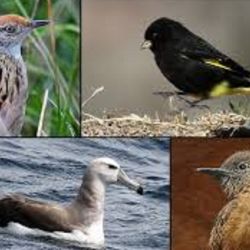 Las becas se encuentran 100% financiadas por Aves Argentinas,