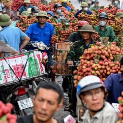 Agricultores vietnamitas transportan lichis cosechados para venderlos a comerciantes en un mercado mayorista en el distrito de Luc Ngan, provincia de Bac Giang, Vietnam. | Foto:NHAC NGUYEN / AFP