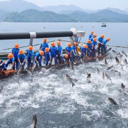 Imagen de trabajadores atrapando peces en el lago Qiandao, en la provincia de Zhejiang, en el este de China. | Foto:Xinhua/Xu Yu
