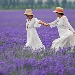 Imagen de turistas visitando una granja de lavanda, en el distrito de Huocheng, en la región autónoma uygur de Xinjiang, en el noroeste de China. Vastos campos de lavanda en el distrito de Huocheng entraron en plena floración en junio, transformando el paisaje en un mar de color púrpura. | Foto:Xinhua/Ding Lei