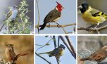 Aves Argentinas lanzó una nueva convocatoria para sus becas