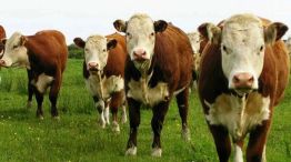 Investigan estafa millonaria con 'vacas virtuales'.