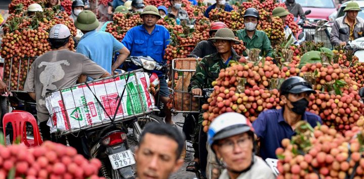 Agricultores vietnamitas transportan lichis cosechados para venderlos a comerciantes en un mercado mayorista en el distrito de Luc Ngan, provincia de Bac Giang, Vietnam.