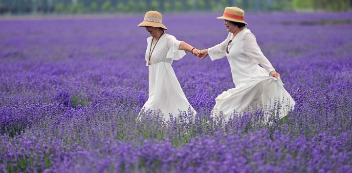 Imagen de turistas visitando una granja de lavanda, en el distrito de Huocheng, en la región autónoma uygur de Xinjiang, en el noroeste de China. Vastos campos de lavanda en el distrito de Huocheng entraron en plena floración en junio, transformando el paisaje en un mar de color púrpura.