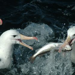 Cada 19 de junio, los albatros tienen su homenaje mundial.