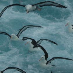 Están fuertemente amenazados por la gripe aviar y por la pesca industrial.