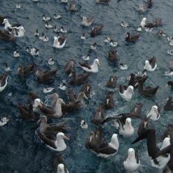 Los albatros necesitan protección en todo el mundo.