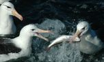 Día Mundial del Albatros: ¿cómo cuidar a estos vitales guardianes del océano?