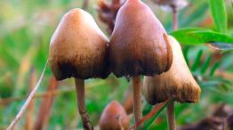 Nueva Zelanda aprobó el uso de "hongos mágicos" para tratar la depresión.