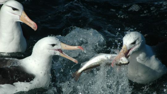 Día Mundial del Albatros: ¿cómo cuidar a estos vitales guardianes del océano?