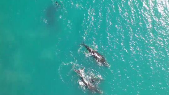 Espectáculo natural en Mar del Plata: ballenas sorprendieron con saltos y avistajes desde la costa