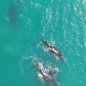Espectáculo natural en Mar del Plata: ballenas sorprendieron con saltos y avistajes desde la costa