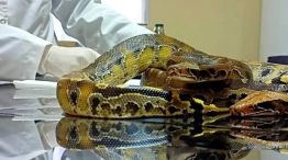 Serpiente Python curtus