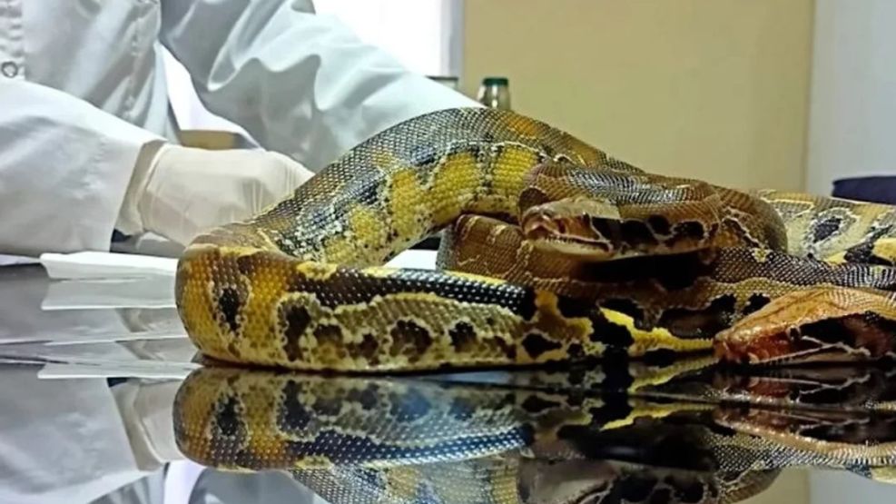Serpiente Python curtus