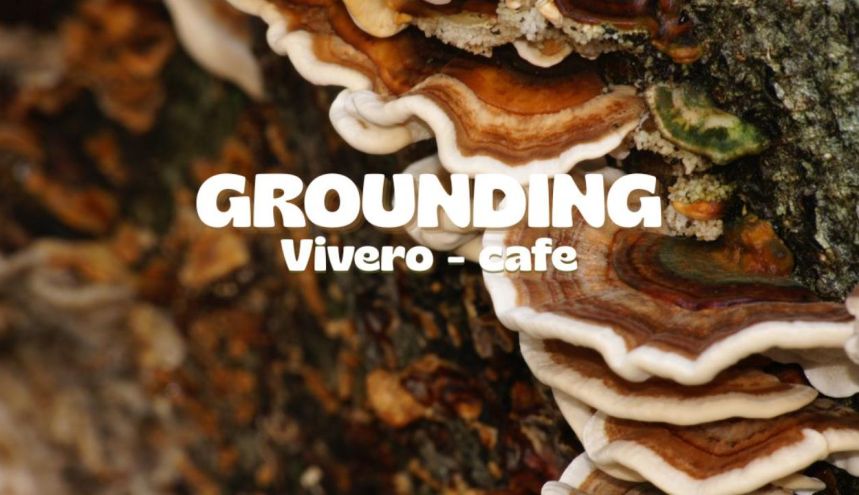 Grounding se prepara para su primer cosecha de hongos: una apuesta por la producción propia, orgánica y consciente