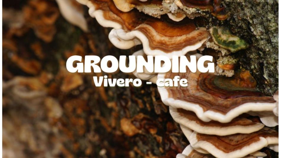Grounding se prepara para su primer cosecha de hongos: una apuesta por la producción propia, orgánica y consciente