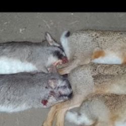 Habían cazado varias liebres y vizcachas.