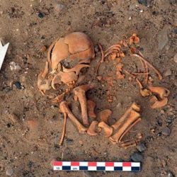 Entierro de perro de aproximadamente entre 1100-500 años de antigüedad recuperado en el sitio arqueológico Huaca Amarilla, Perú.