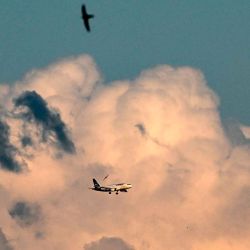 Aves vuelan cerca de un avión de la aerolínea alemana Lufthansa frente a un cielo nublado durante el atardecer en Fráncfort del Meno. Foto de Kirill KUDRYAVTSEV / AFP | Foto:AFP