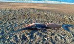 Sorpresa en las playas del sur por la aparición de un pez espada