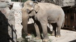 Murió el elefante Tamy en Mendoza 20250624
