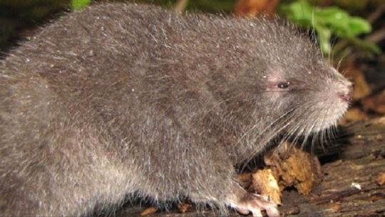 Roedor en Machu Pichu