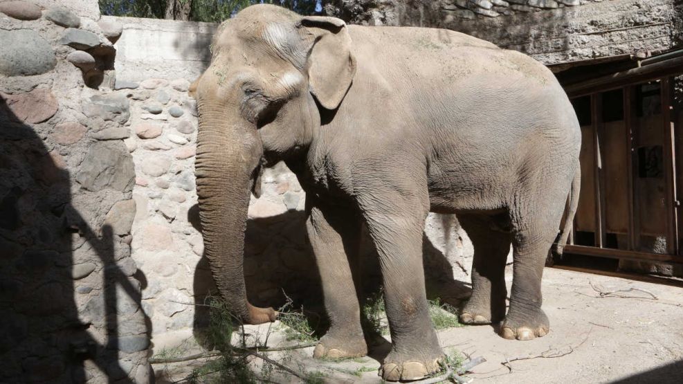Murió el elefante Tamy en Mendoza 20250624