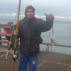 En Miramar abundan los buenos pesqueros en una zona de mucha piedra que atrae a los peces a alimentarse. 