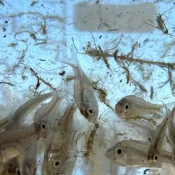 Los ejemplares de perca oliva fueron reintroducidos en los humedales de Victoria, en Australia.