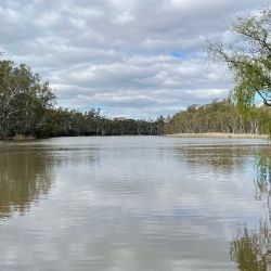 Los ejemplares de perca oliva fueron reintroducidos en los humedales de Victoria, en Australia.
