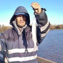 El flecha de plata es la vedette por estos tiempos en las costas del estuario rioplatense.