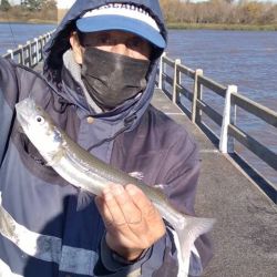 El flecha de plata es la vedette por estos tiempos en las costas del estuario rioplatense.