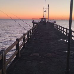 El flecha de plata es la vedette por estos tiempos en las costas del estuario rioplatense.