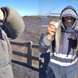 El flecha de plata es la vedette por estos tiempos en las costas del estuario rioplatense.
