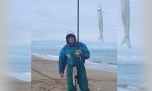 Playas, muelles y escolleras con escardones y panzones 