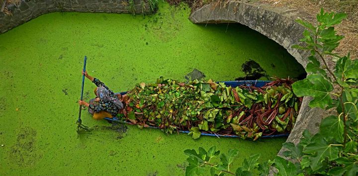 Una mujer rema en un bote con raíces de loto por el lago Dal en Srinagar. Foto de Tauseef MUSTAFA / AFP