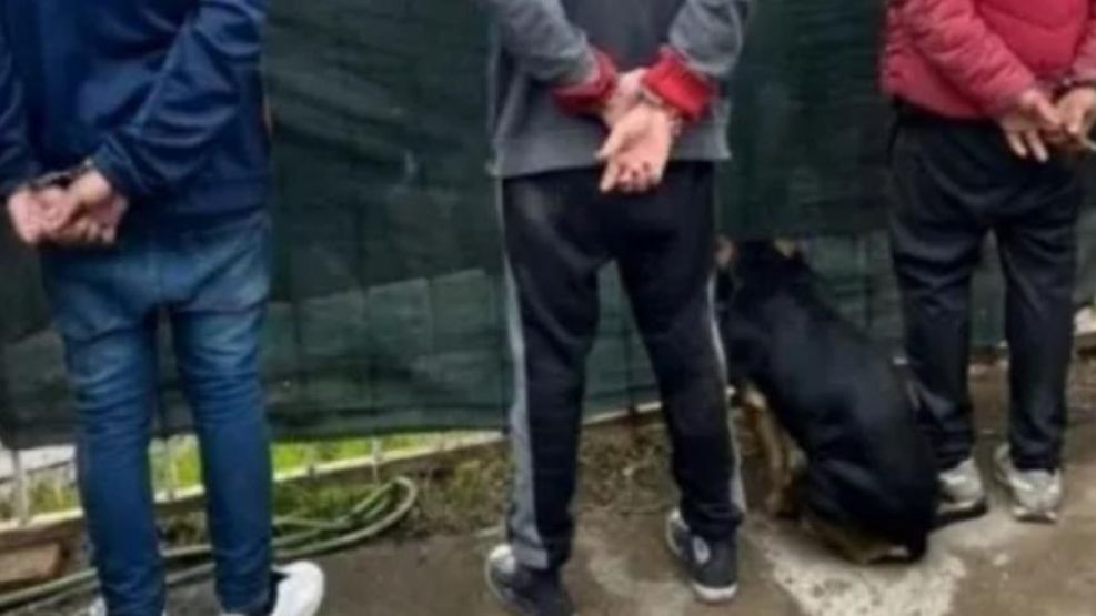 La insólita reacción del perro de una banda narco que copia a sus dueños.