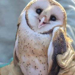 la liberación representa un avance en la protección de la biodiversidad y en la recuperación del equilibrio ecosistémico.