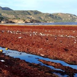 Los bancos de sargazo que llegan cada año al Caribe tienen su origen principal en el denominado Mar de los Sargazos, una extensa zona del Atlántico Norte situada entre las corrientes del Giro del Atlántico Norte.